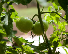 Two green tomatoes