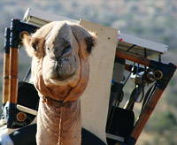 Camel carrying platform