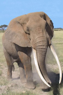 Amboseli National Park's "Tolstoy"