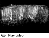 Purkinje cells video