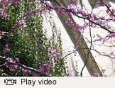 Ivy video thumbnail