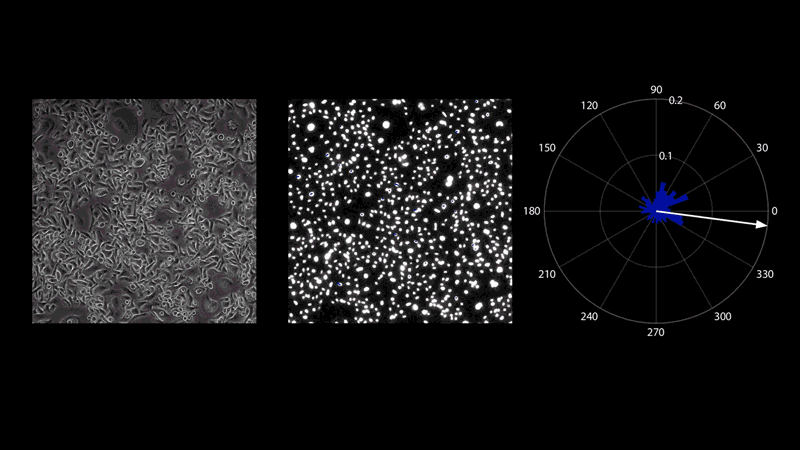 Time lapse film of the herding of cells