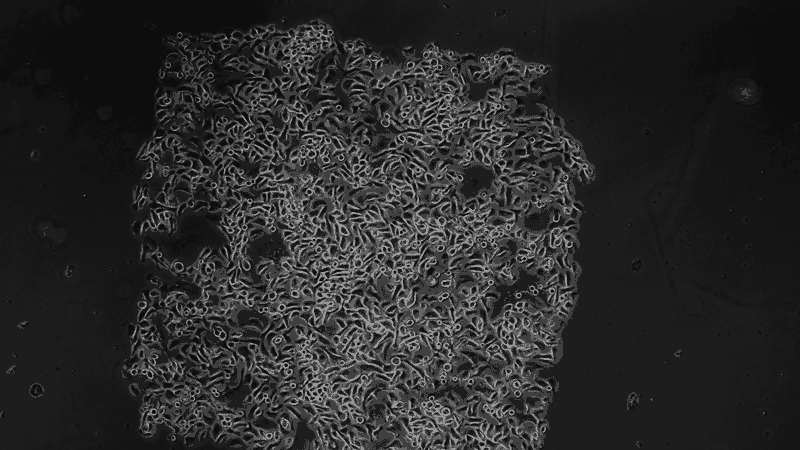 Time lapse film of the herding of cells