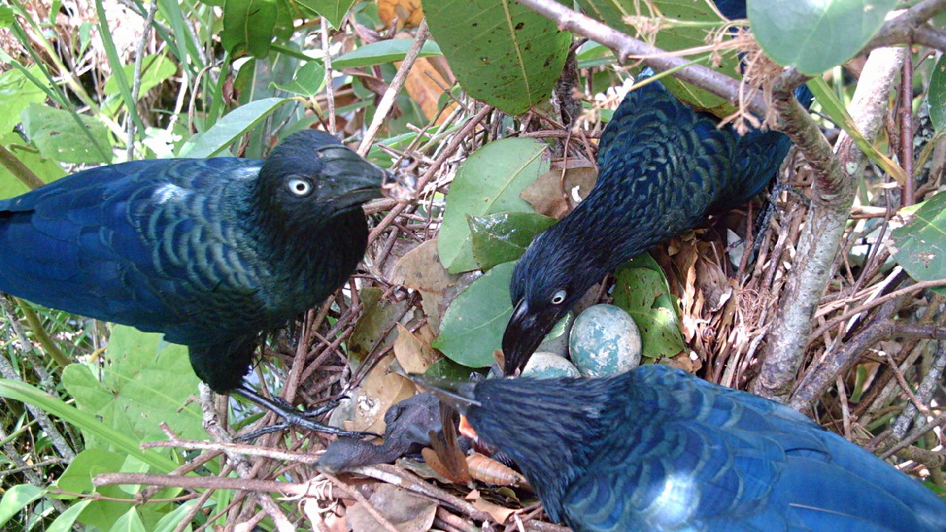 Three birds around a nest