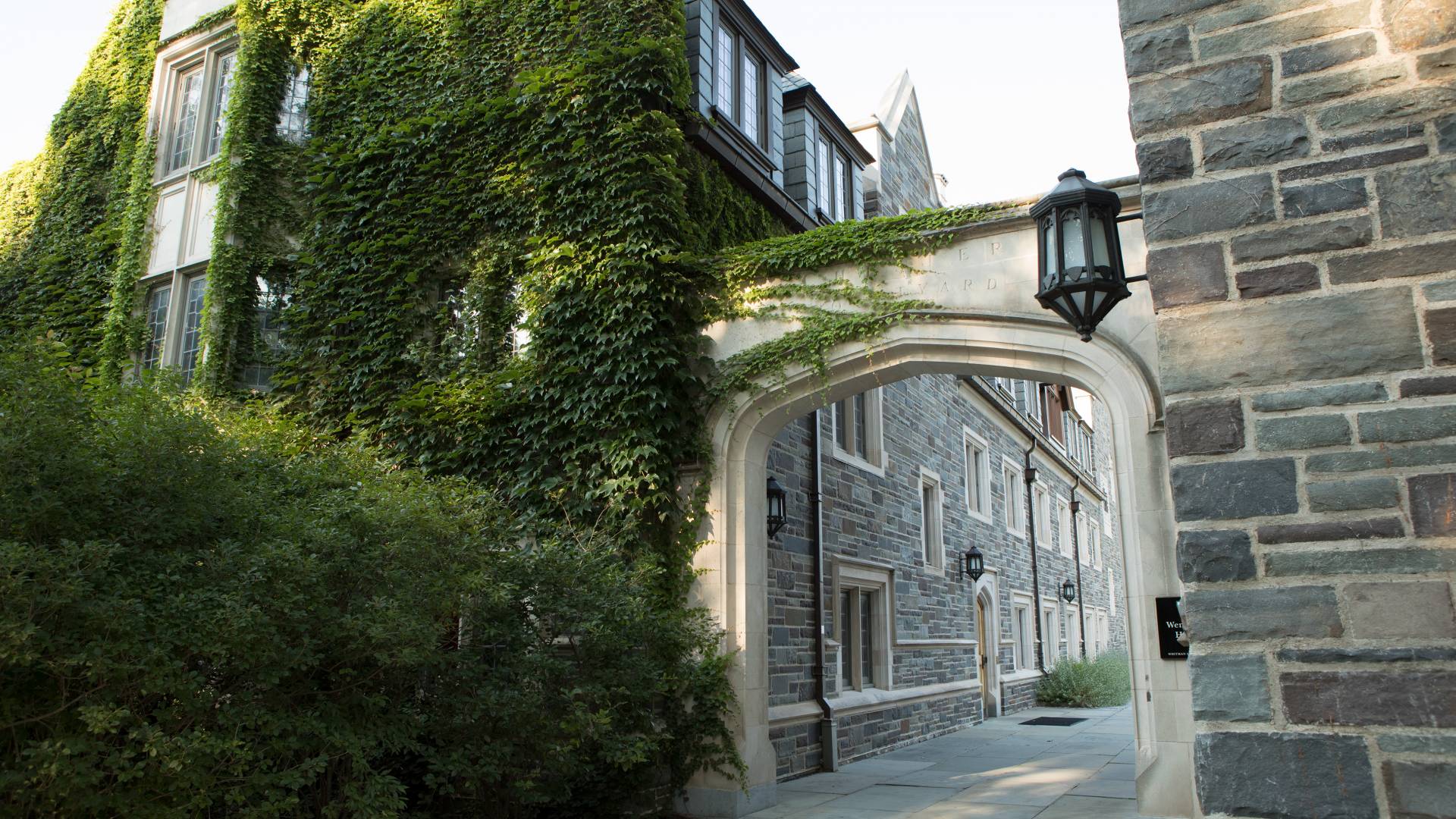 Ivy covered building