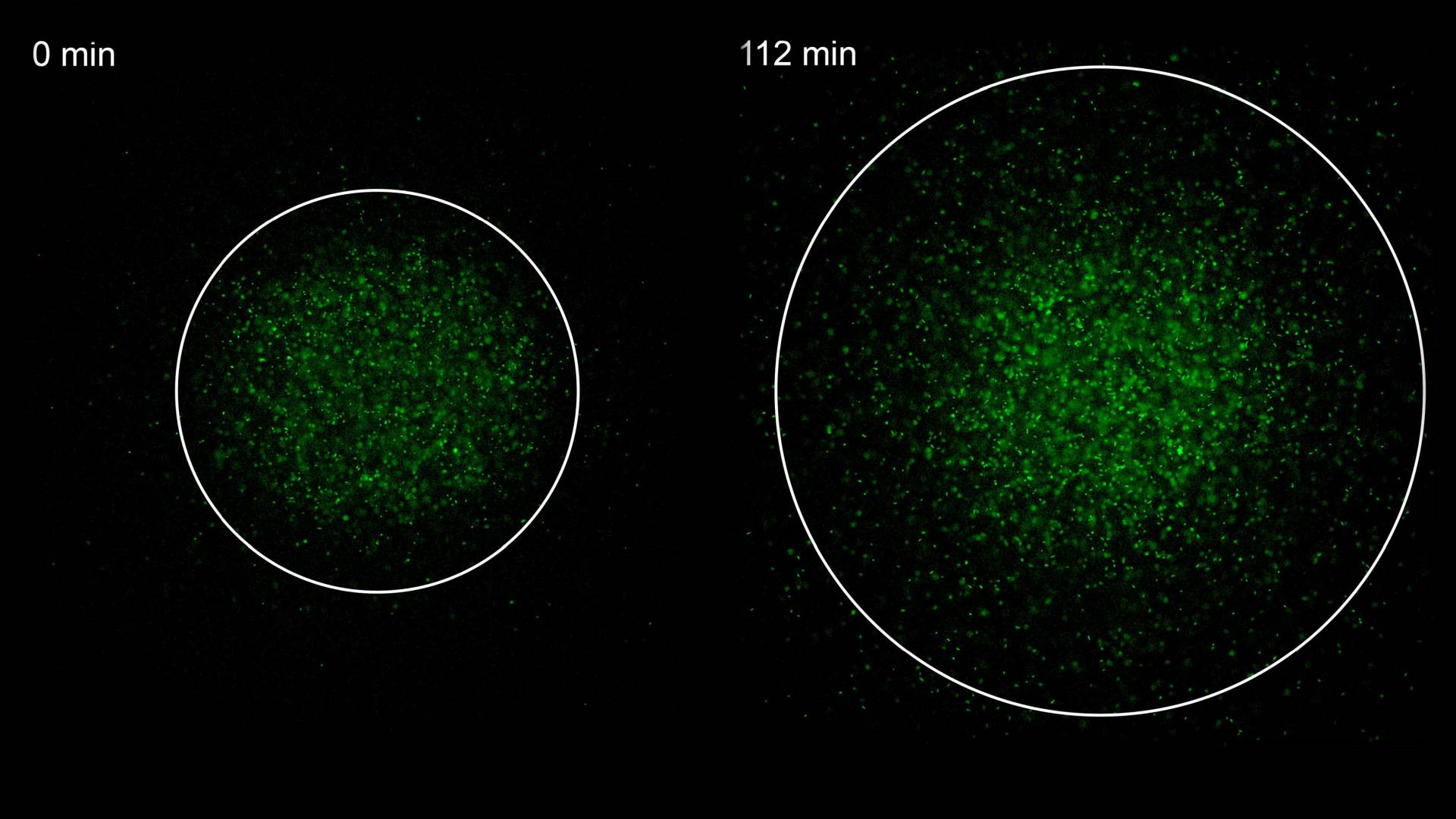 Image depicting movement of bacteria in green dots from 0 to 112 minutes