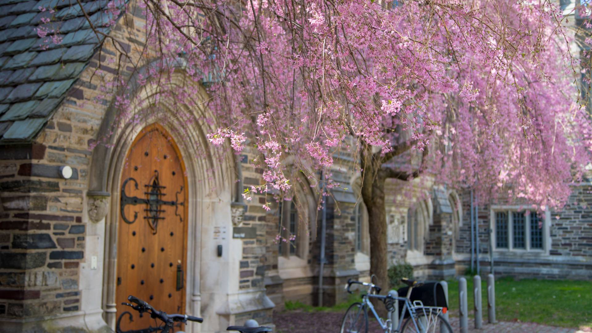 Sunlight on cherry blossoms on campus 