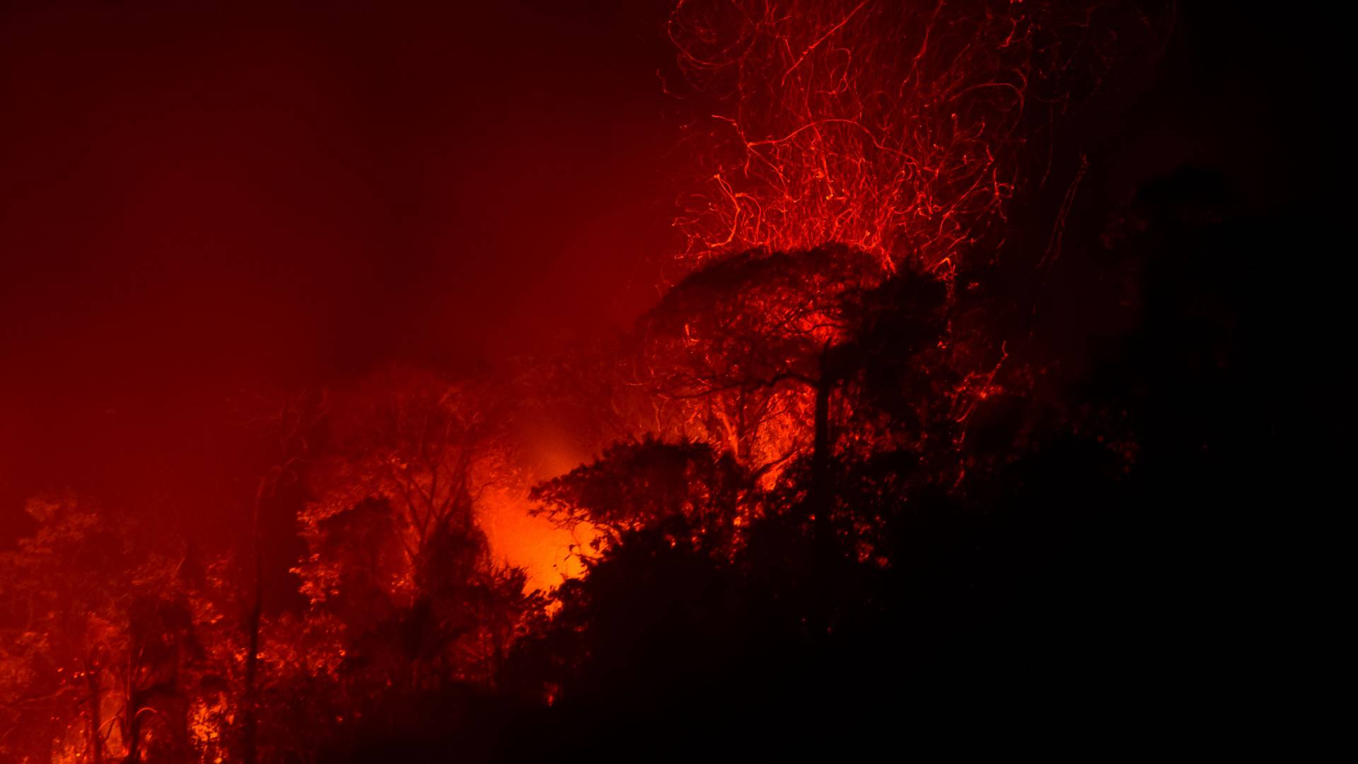 Silhouette of trees against fire