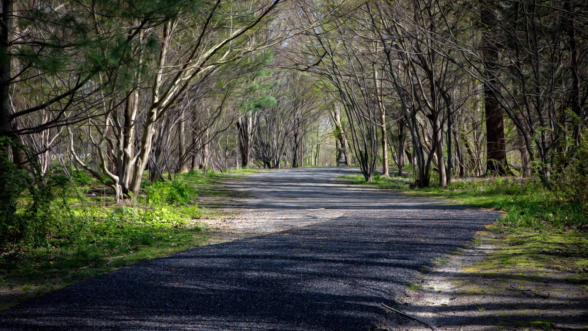 A road flanked by bbudding trees