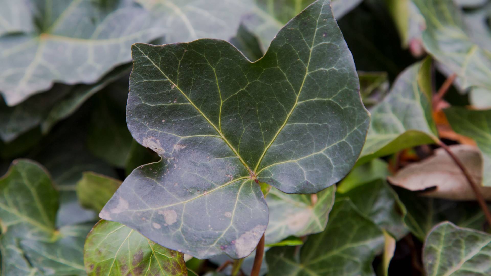 close up of ivy