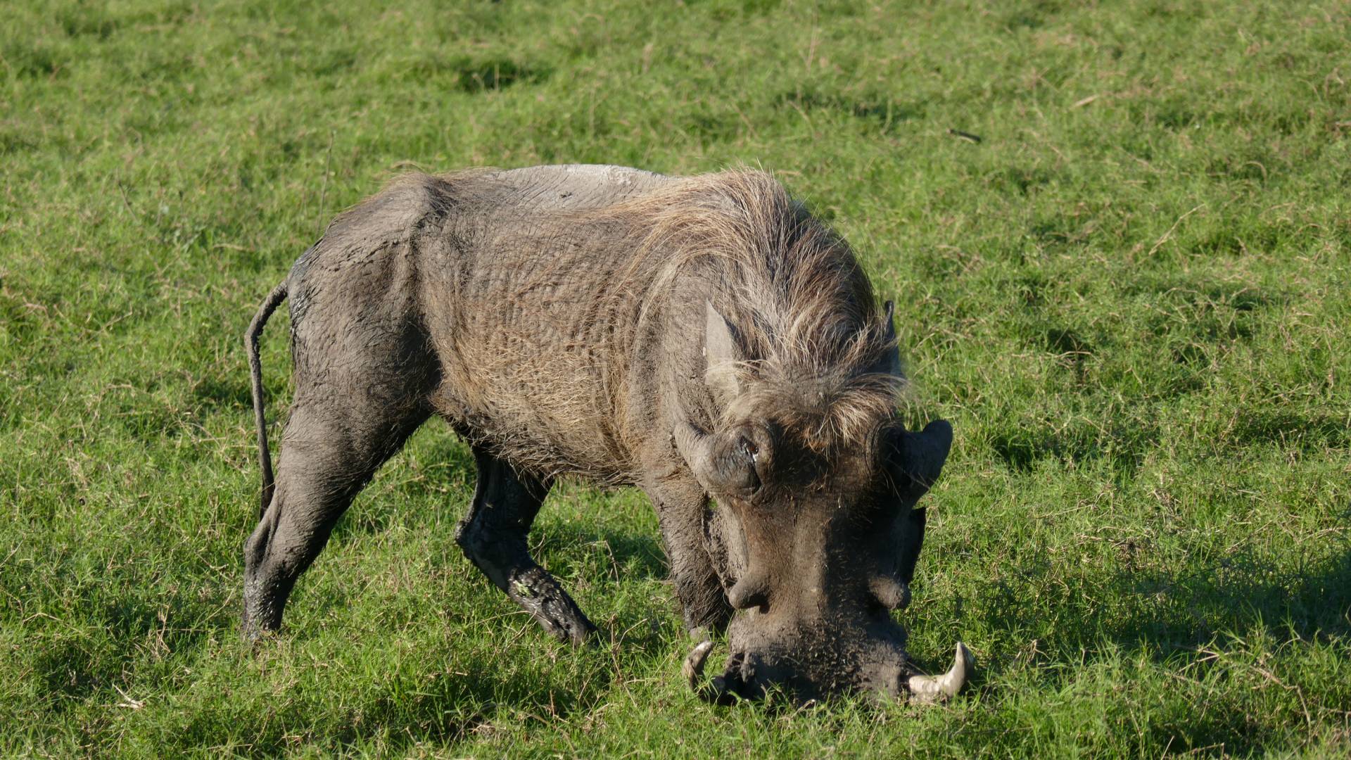 Geriatric warthog