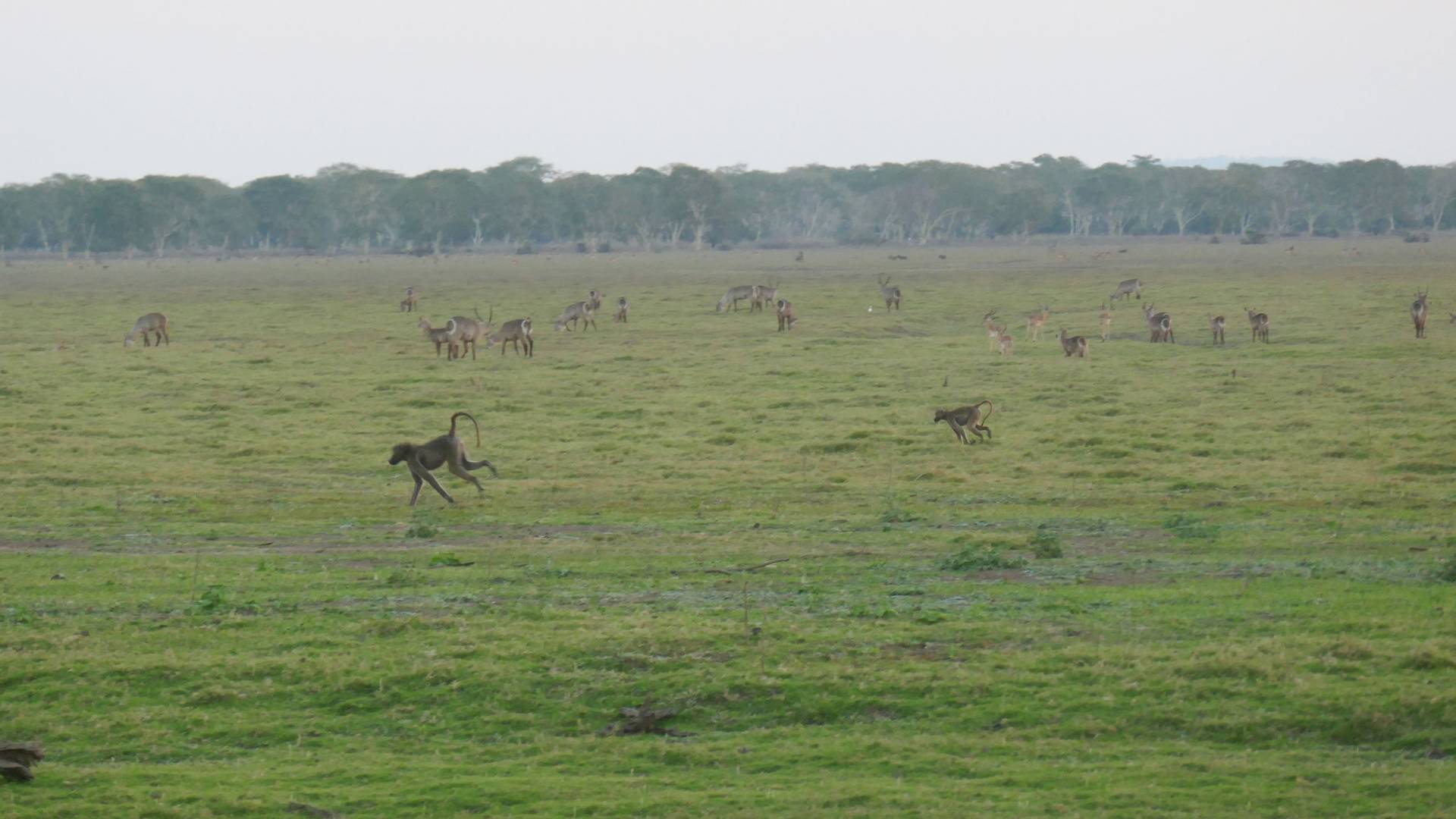 Baboons rub across a field