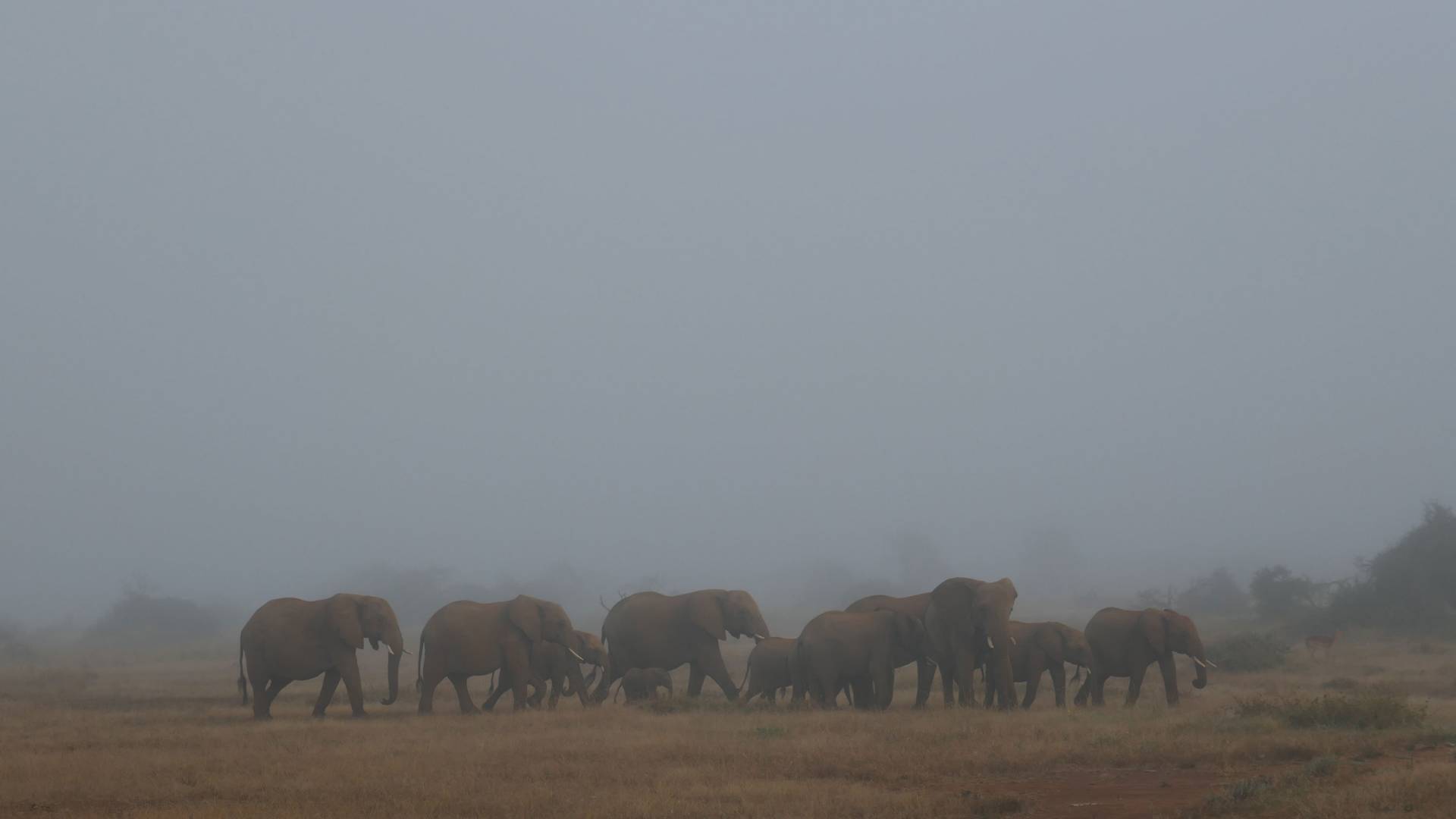 Group of elephants