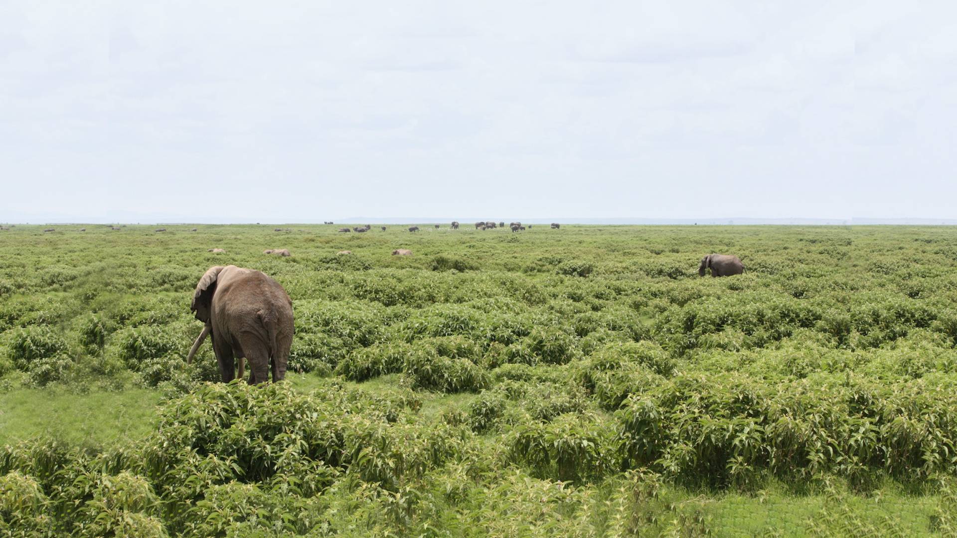 Elephants grazing
