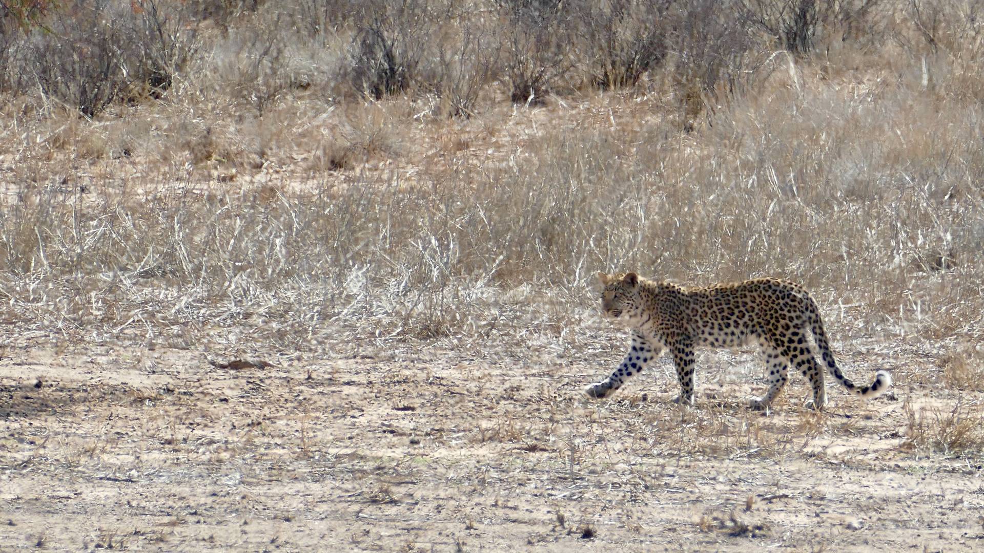 Leopard walking