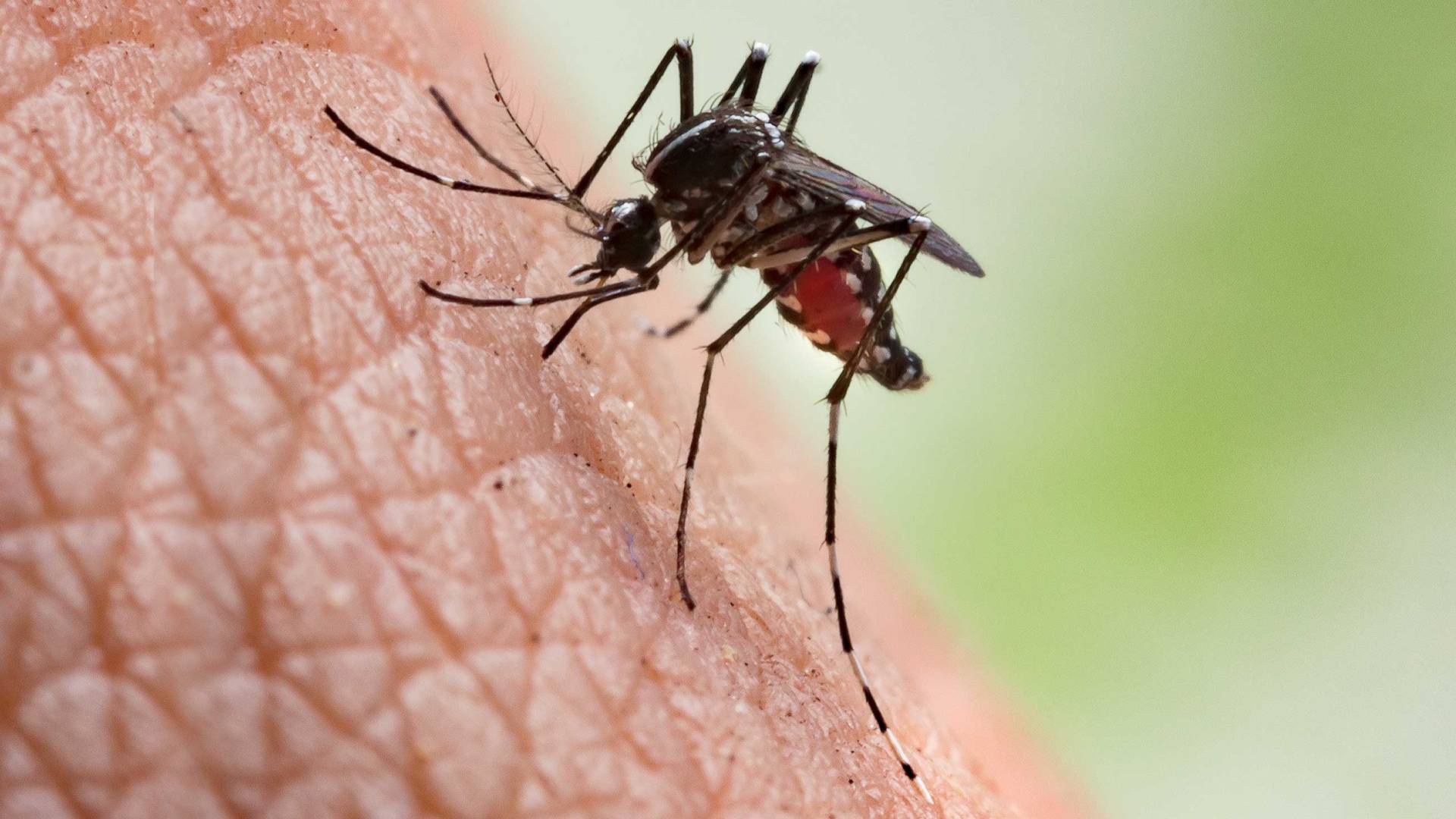 Female Aedes aegypti mosquito sucking blood from a white human.
