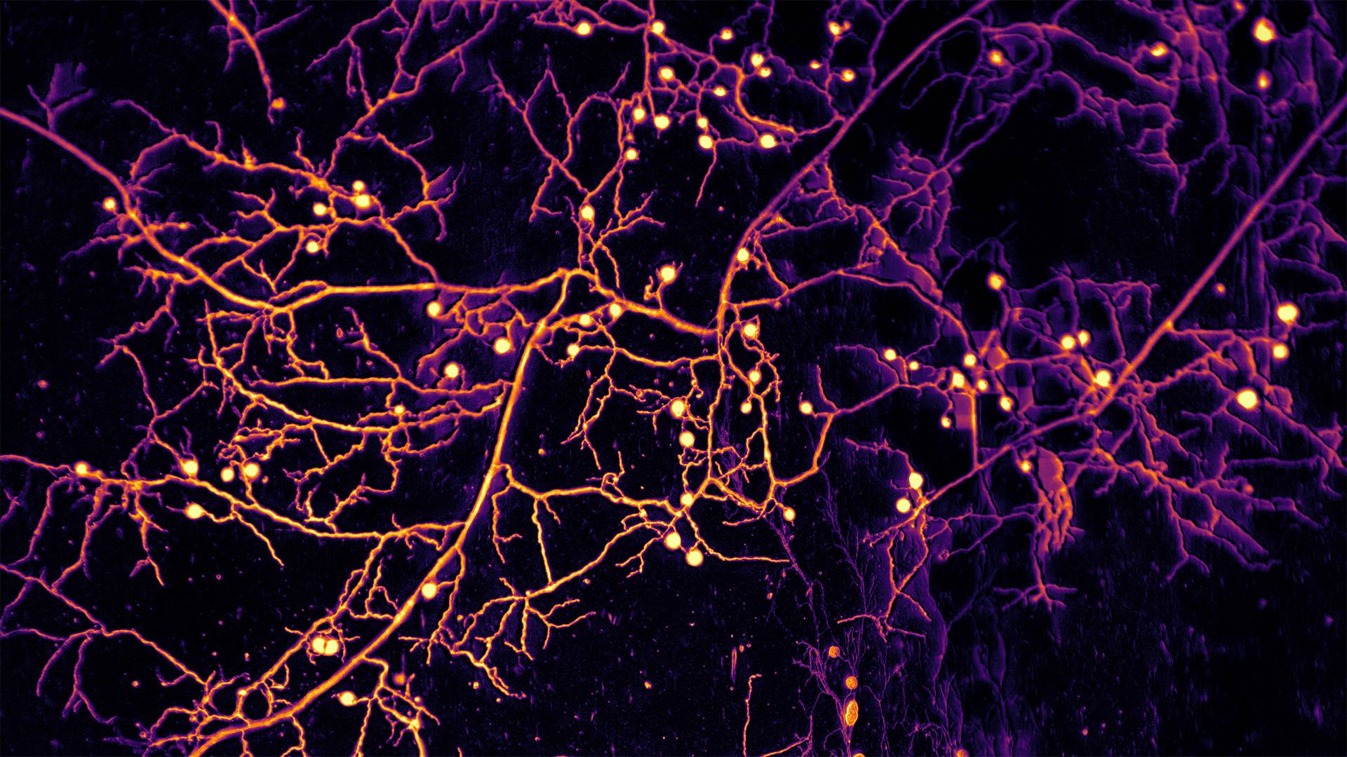 A complex, interconnected web of branches with glowing tips.