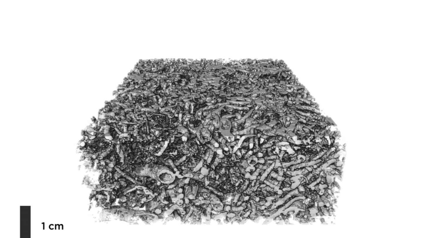 Zebra River Reconstruction