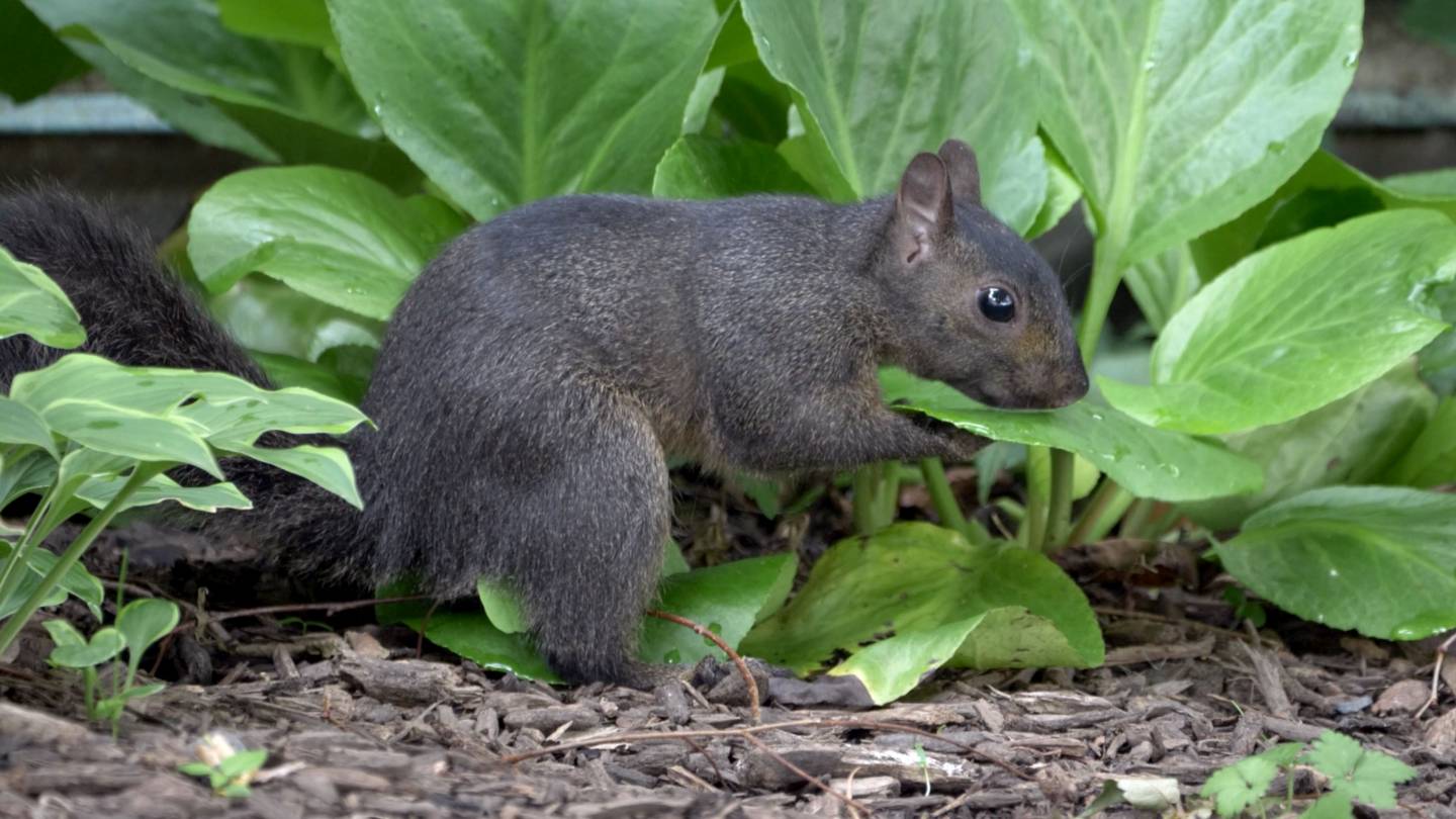 Black squirrel drinking water from green leaf