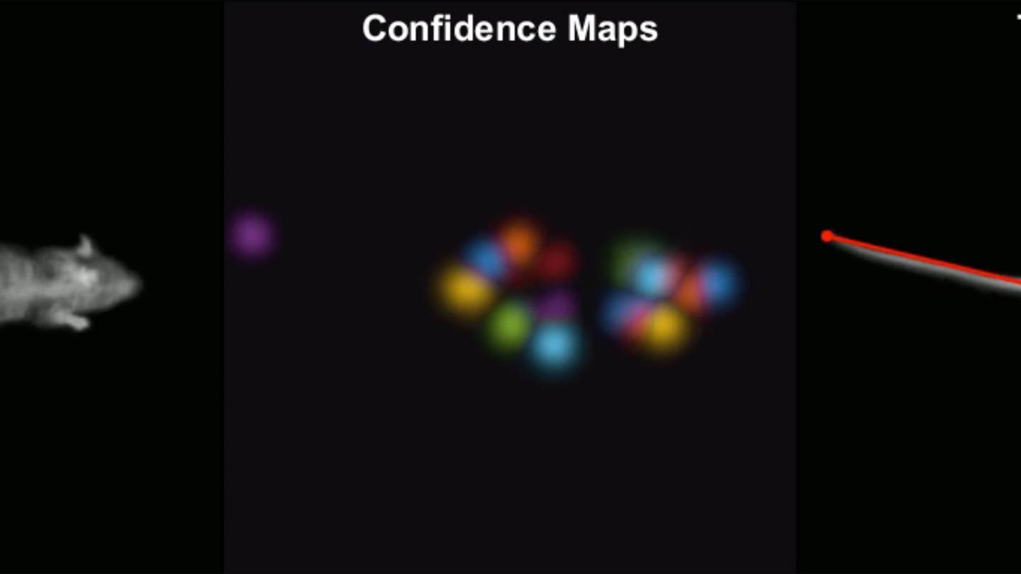 mouse footage demonstrates LEAP