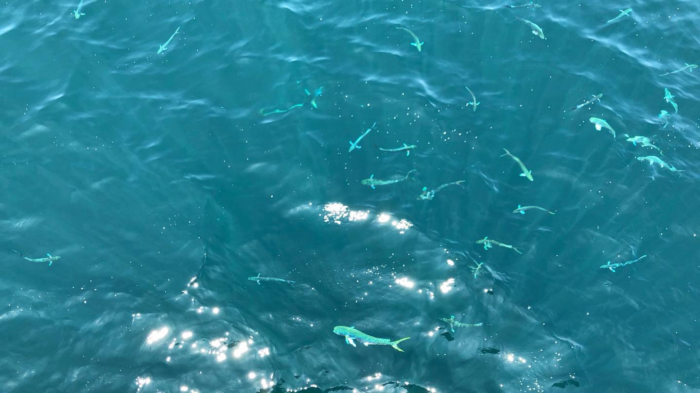 Mahi-mahi swimming in ocean