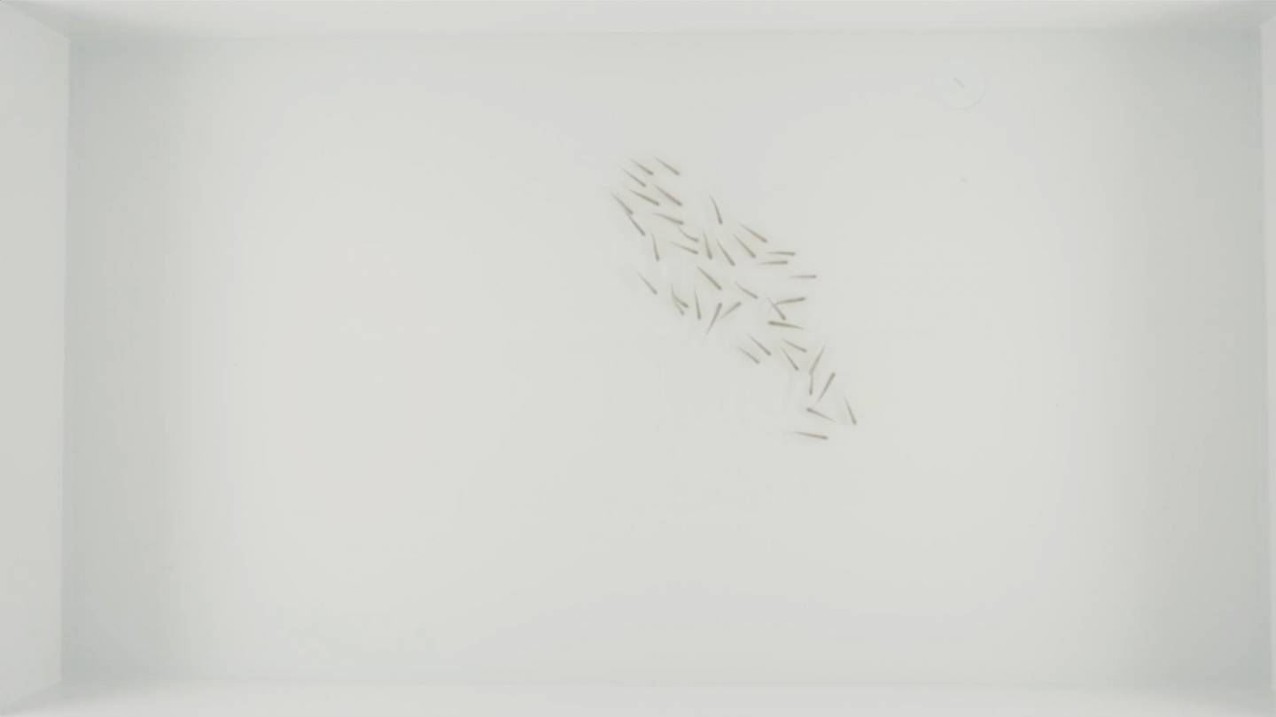 Fish startle and move