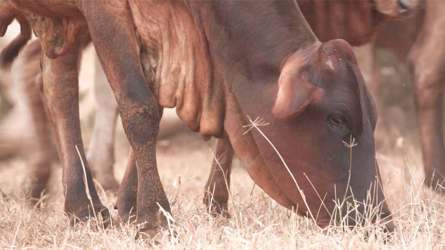 A cow in Mpala grazes