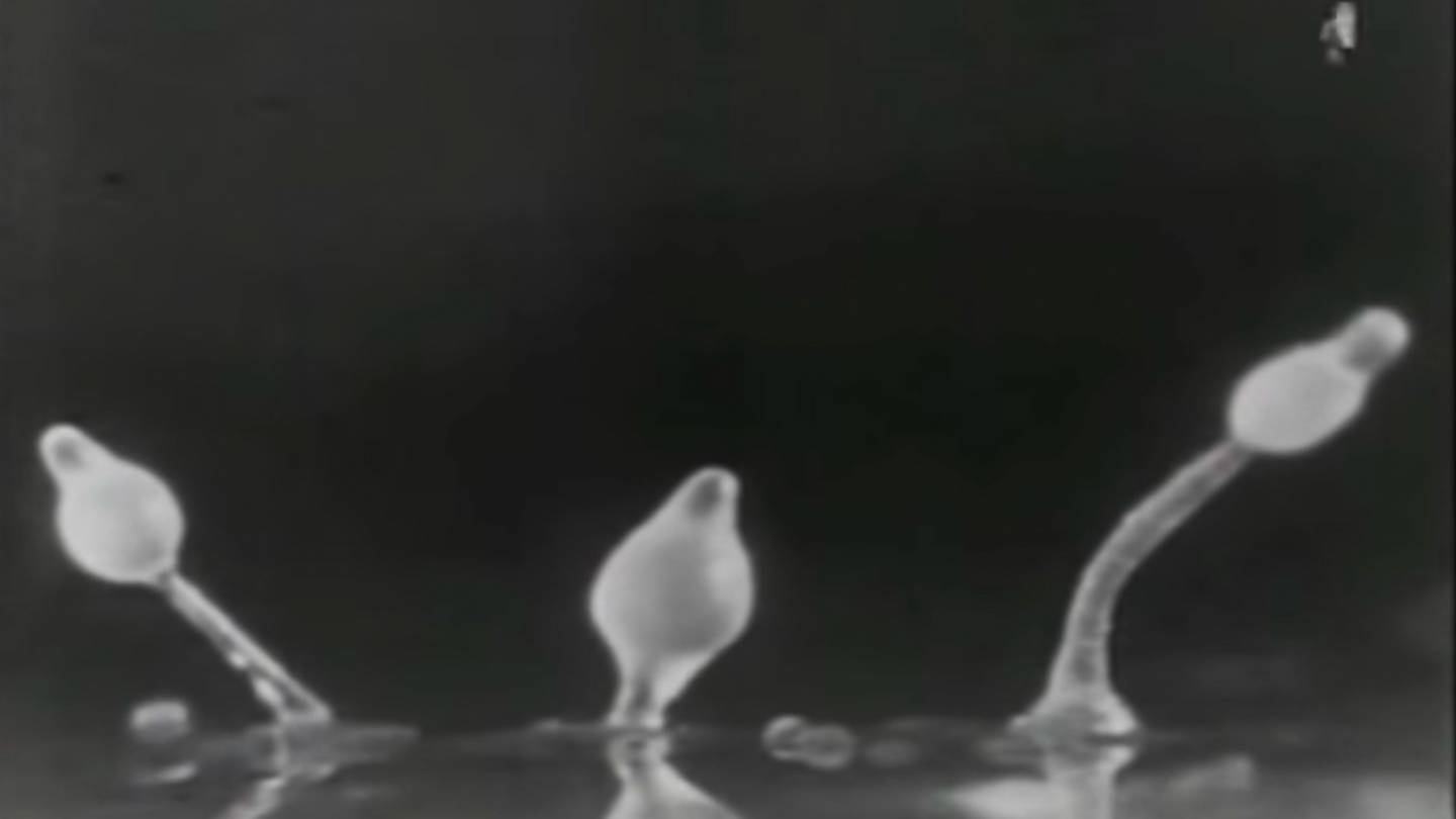 3 slime molds rise, upper parts bbecoming spores