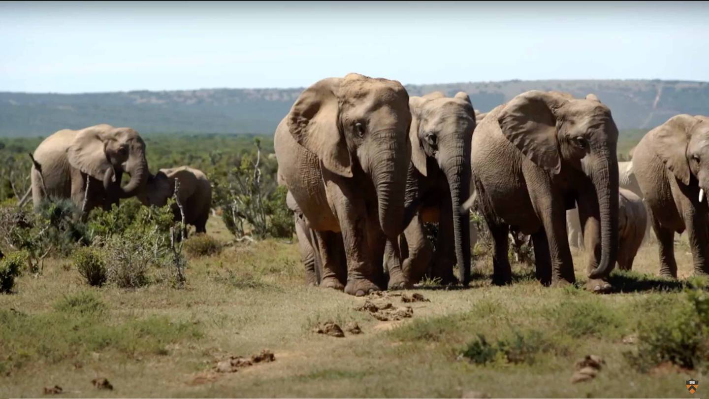 African elephants