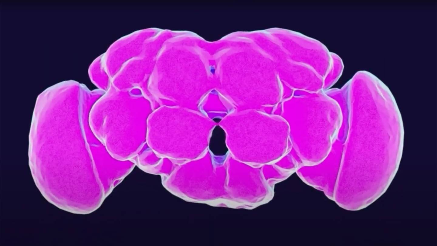 Brain of a fruit fly