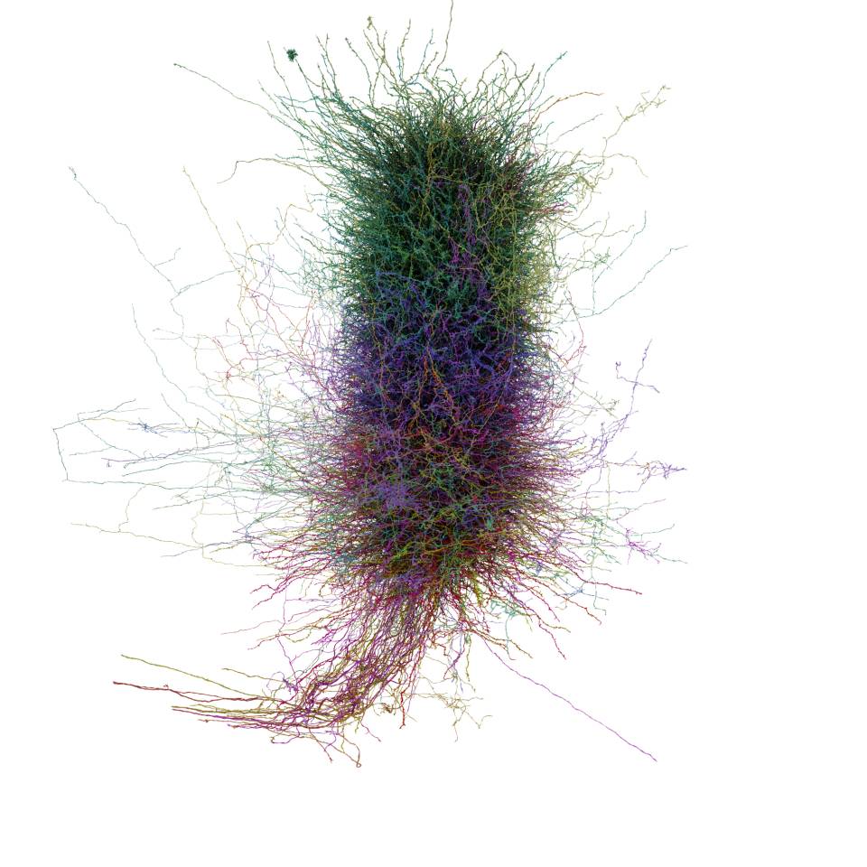 A massive web of neurons, tightly clustered in the center and branching out in all directions.