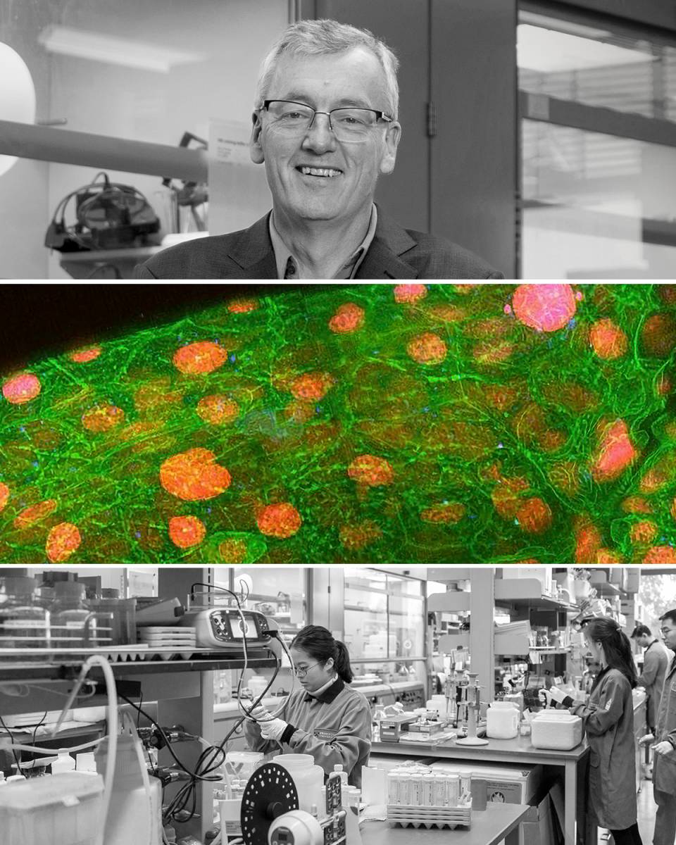 Stack of three images showing MacMillan, a micromap slide, and researchers in MacMillan's lab.