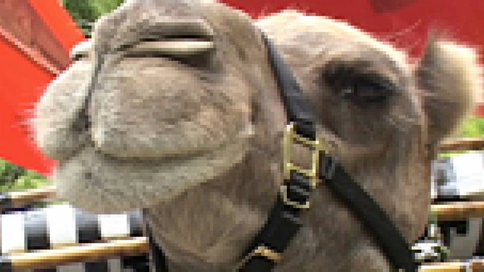 Camel refrigerator project