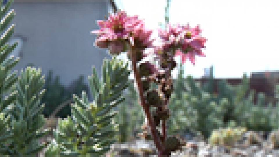 Butler College Green Roof