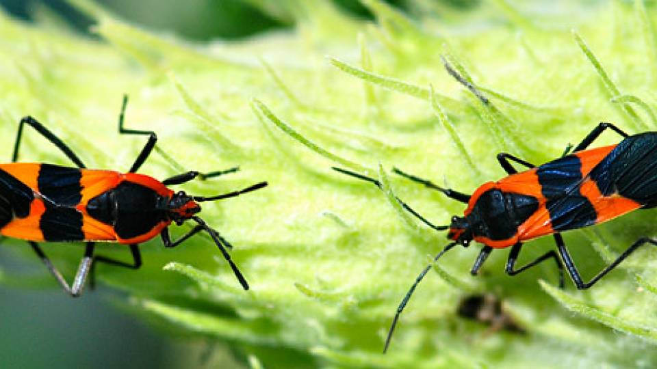 Andolfatto home page