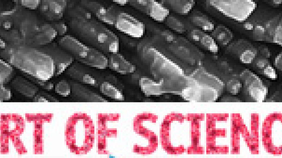 Art of Science 2013 multimedia