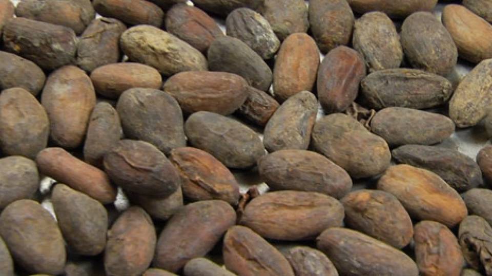 Chocolate Studies homepage