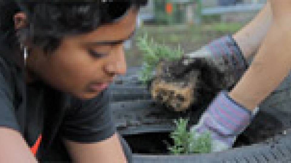 Weapons of Mass Construction multimedia