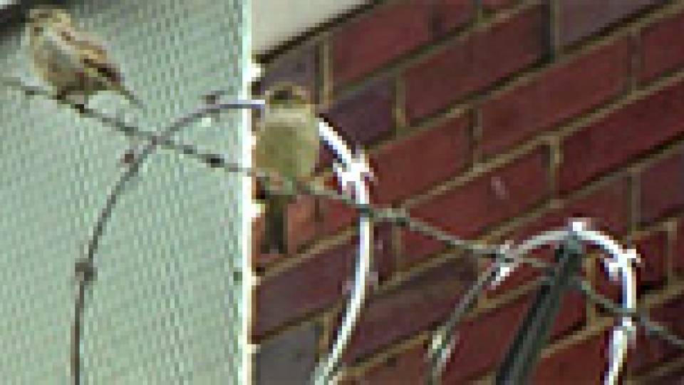 Prison Teaching multimedia