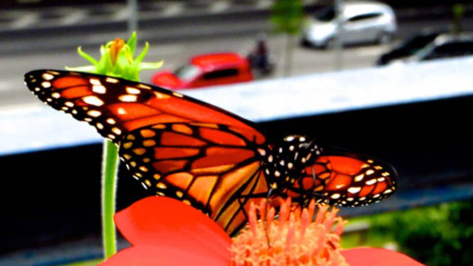 Urban Solutions Nature Above the City