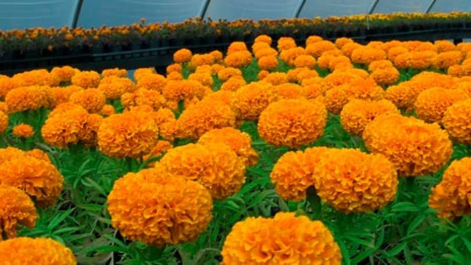 Greenhouse marigolds
