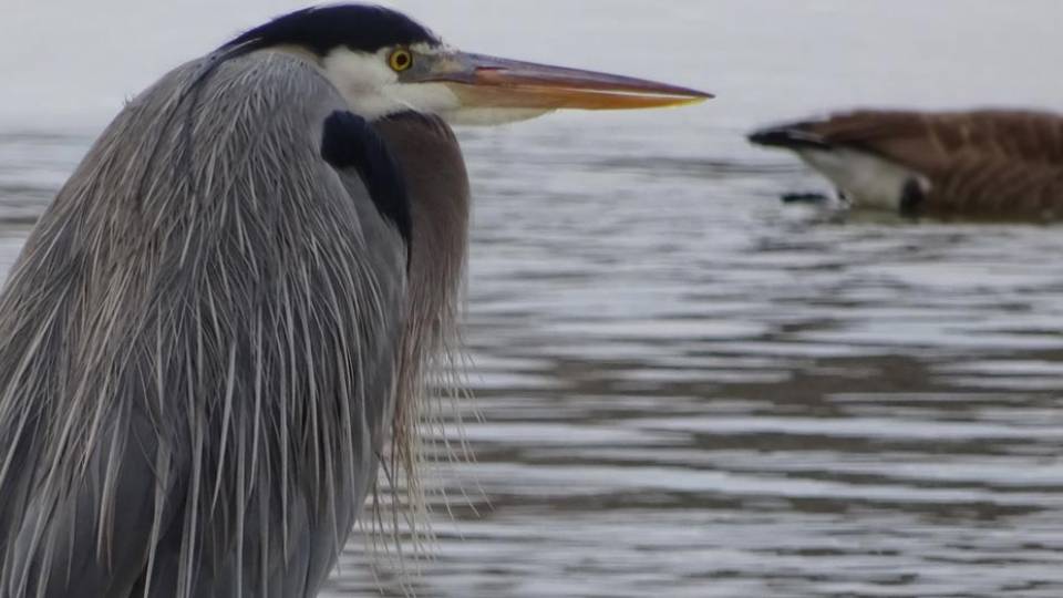 Lake Carnegie Great Blue Heron