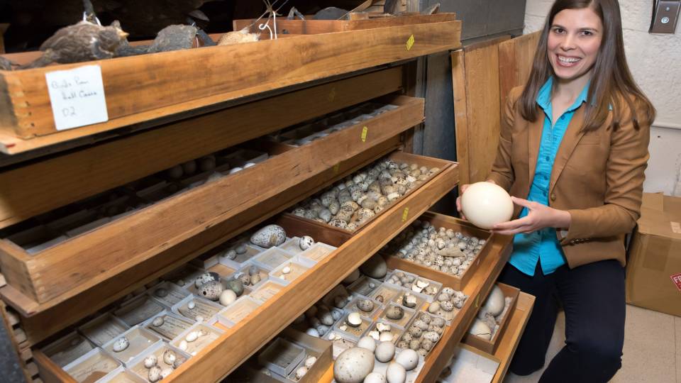 Mary Caswell Stoddard sits with drawers full of eggs