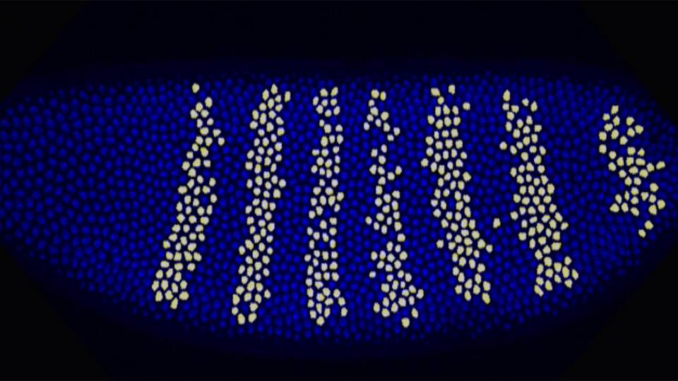 Fruit fly genes dyed to see sequence of development