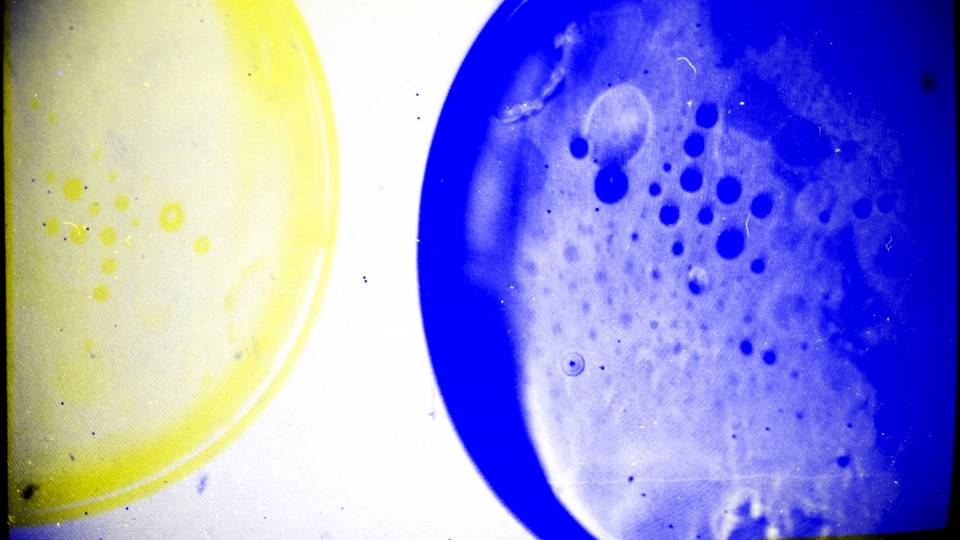 Artistic experiment with petri dishes