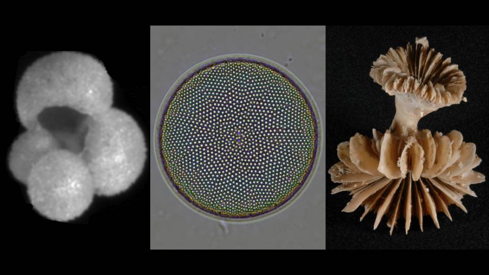 Image showing three fossils