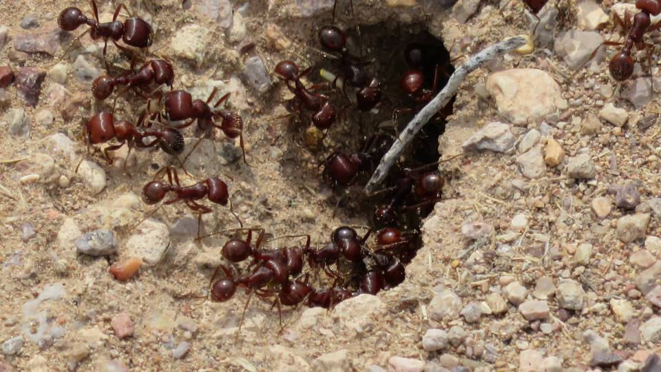 Ants crawling into a hole
