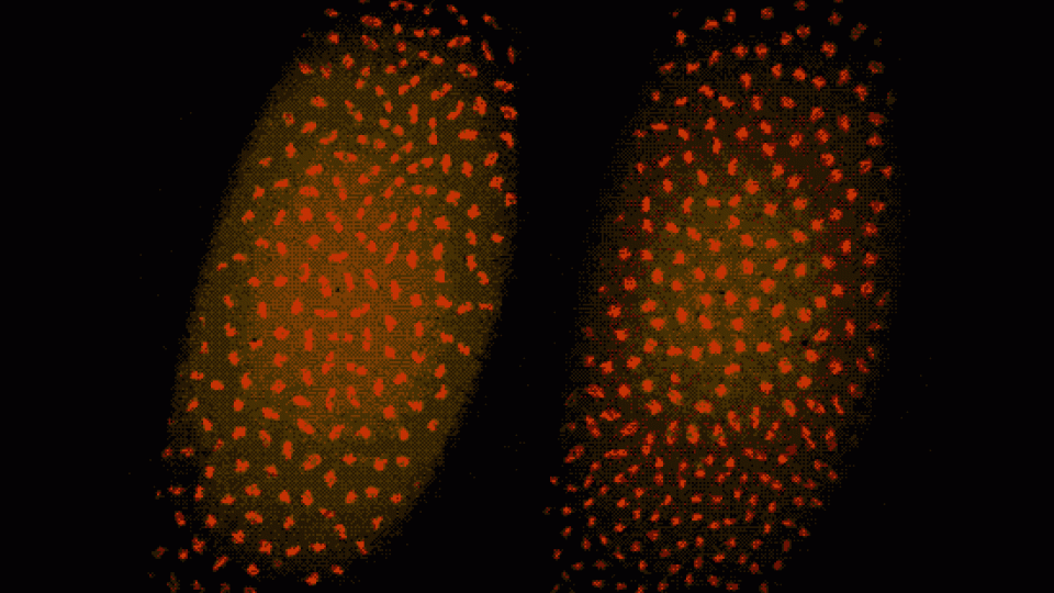 fruit fly animation of replication of genes