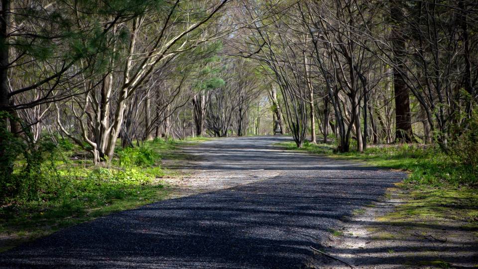 A road flanked by bbudding trees