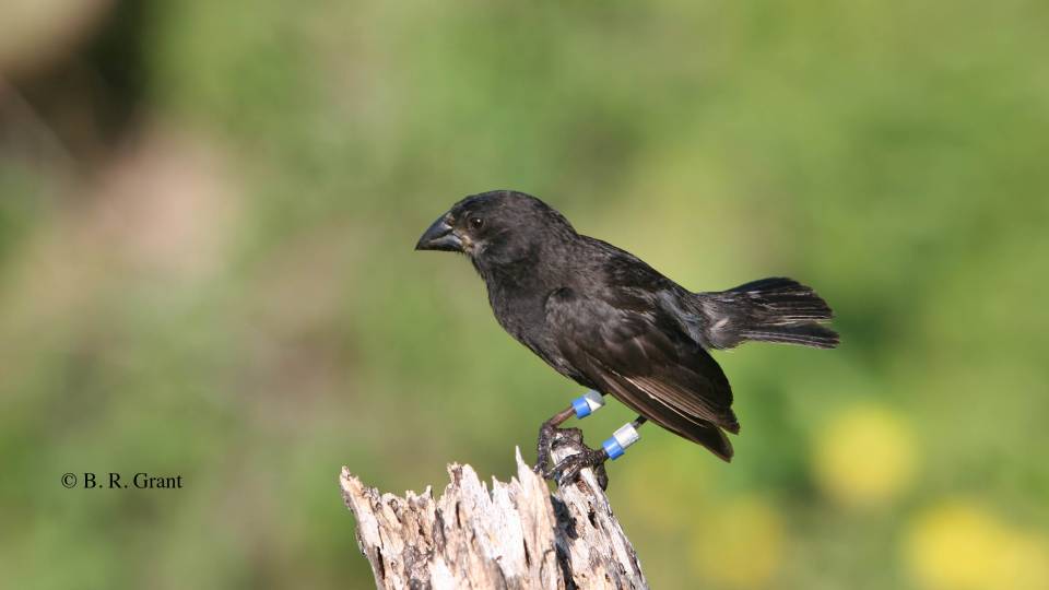 A medium ground finch perches on a stump